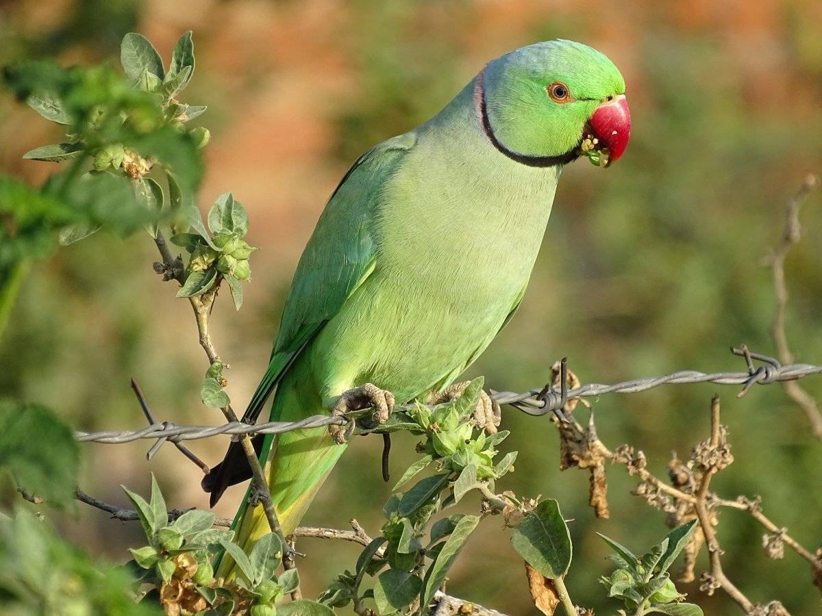 Малабарский кольчатый попугай | мир животных и растений