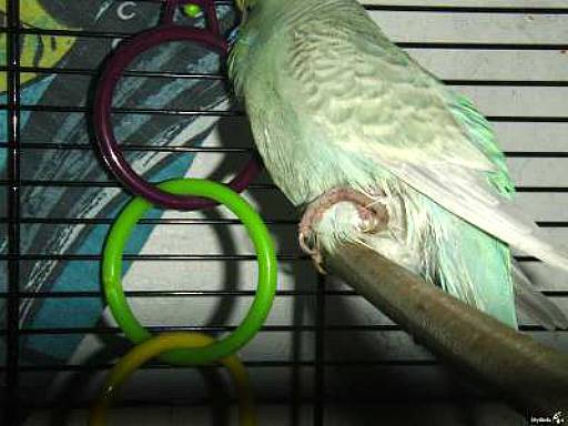 Почему попугай поджимает лапку: на что обратить внимание, признаки заболеваний