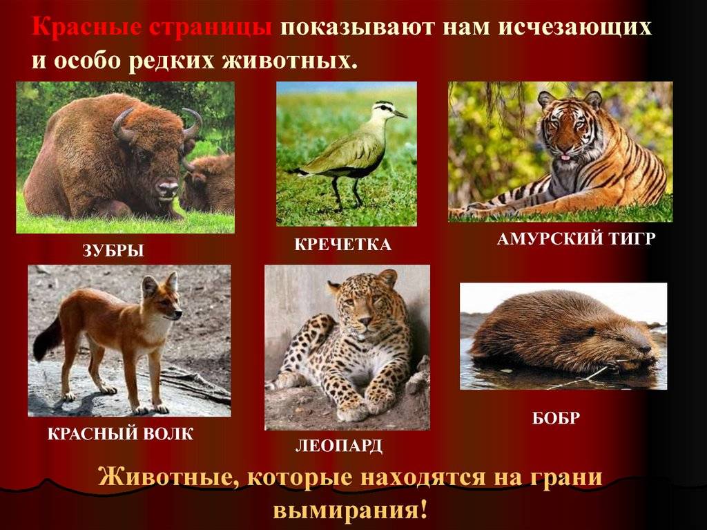 Животный мир природных зон россии, растения и животные