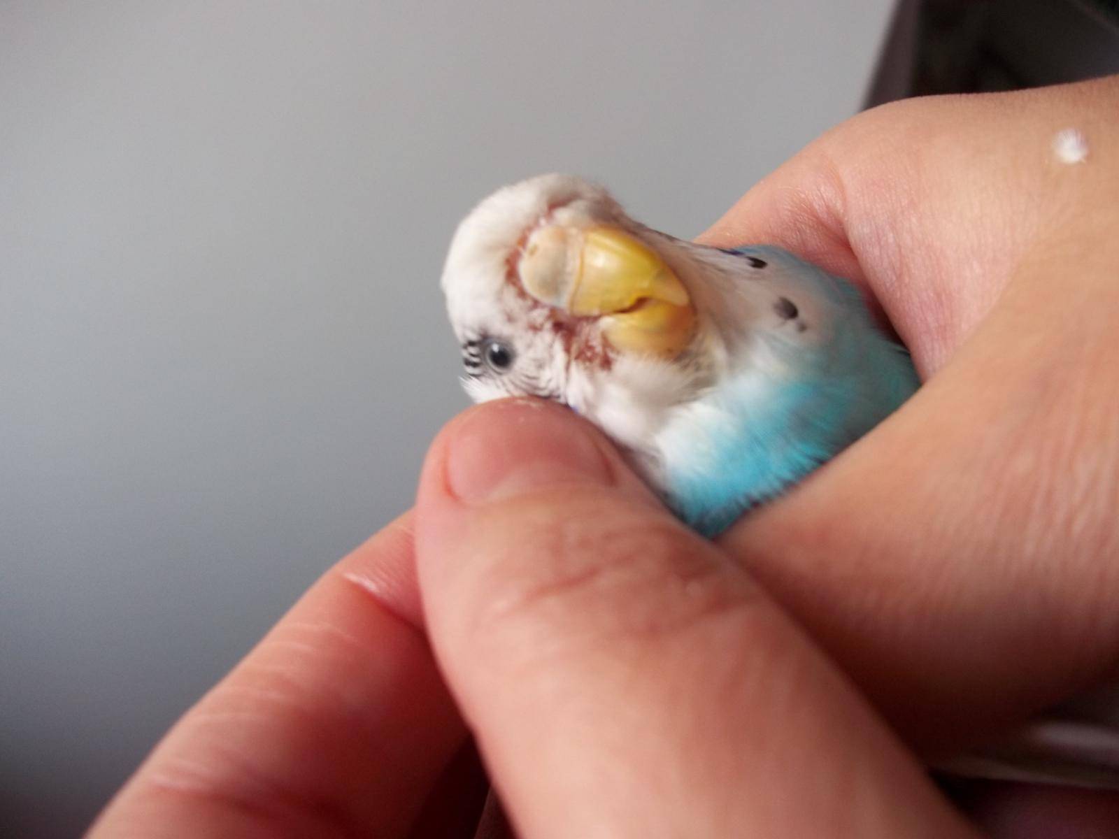 Клещи у попугаев — диагностика и лечение