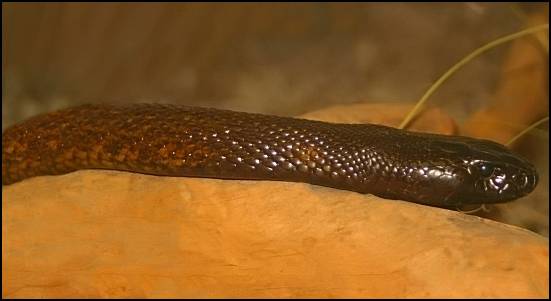 Тайпан змея: прибрежный, внутриматериковый (фото и описание)