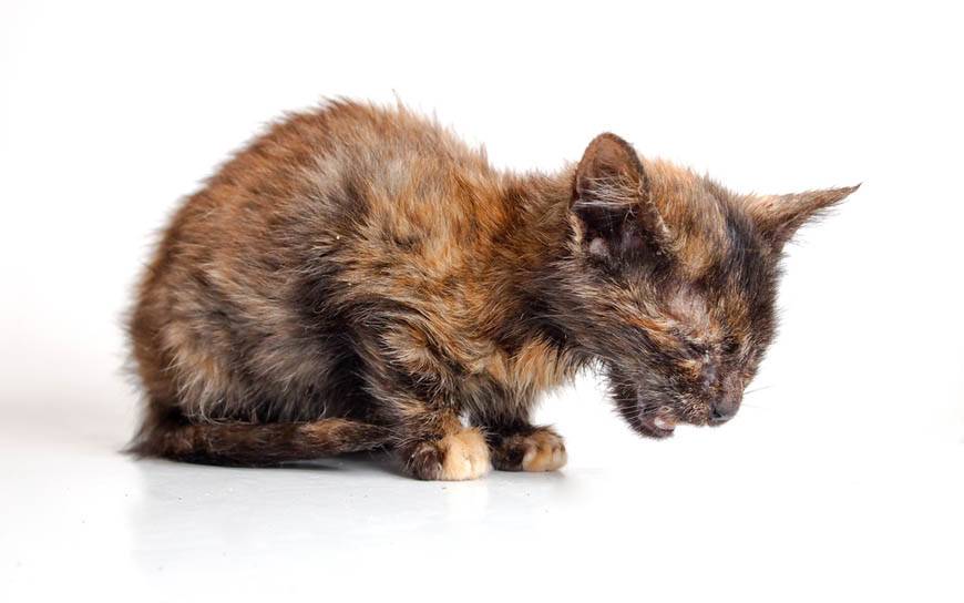 Чумка у кошек: симптоматика и лечение