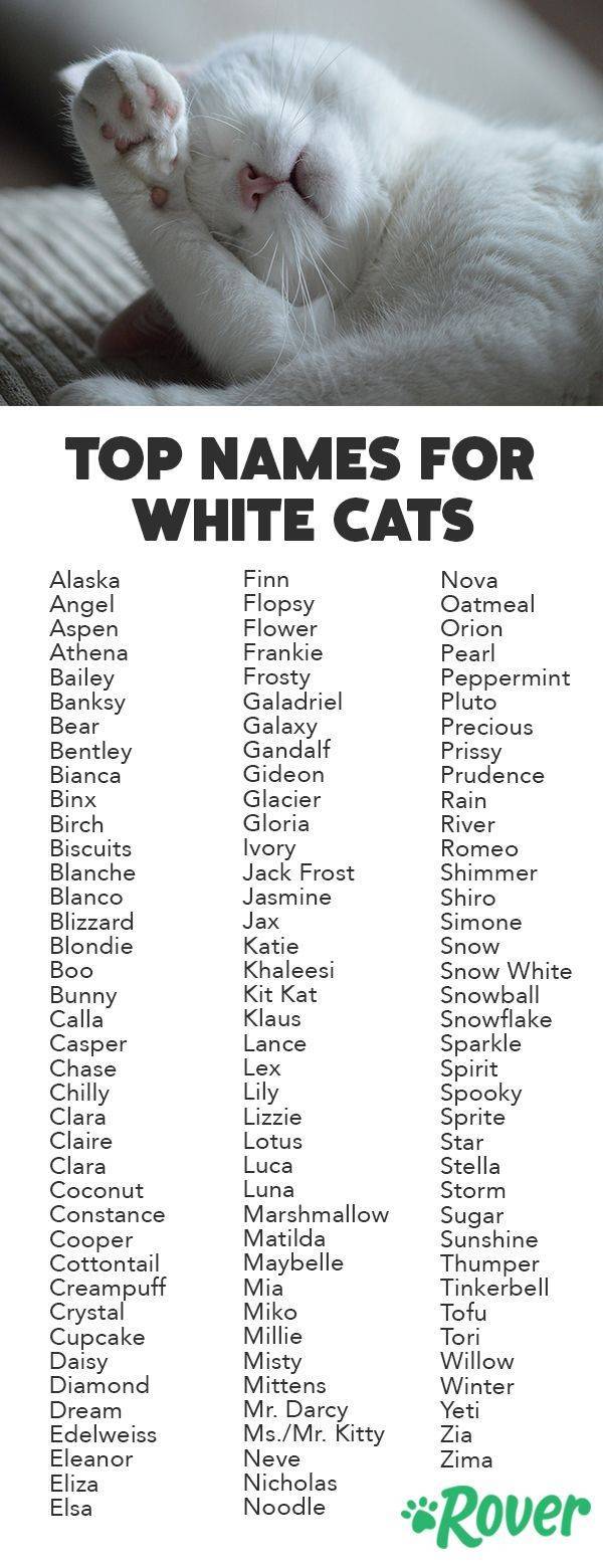 Как назвать белого котенка мальчика и девочку: 572 интересных и простых имён на 2021 год