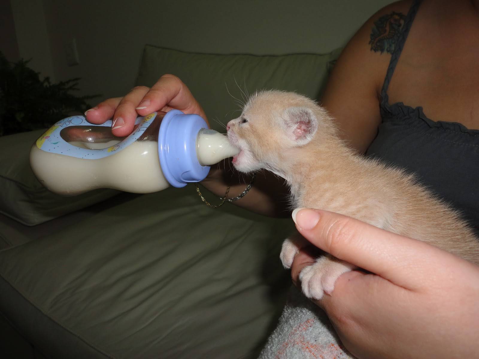 Как и чем кормить новорожденных котят: правила и режим кормления, смеси и заменители молока