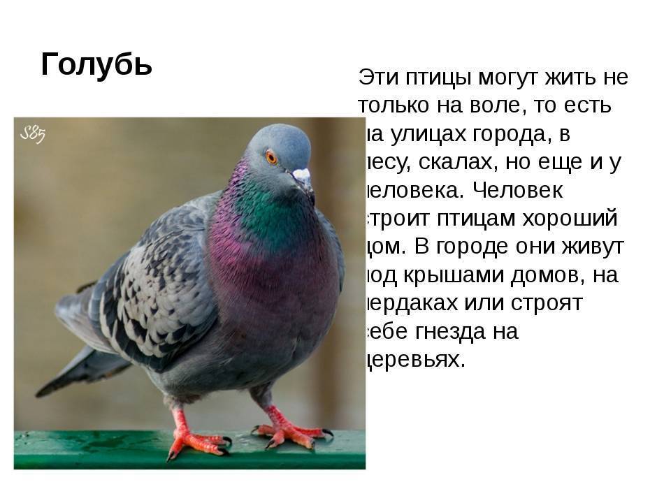 Интересные факты о голубях
