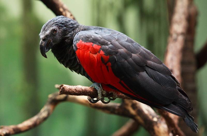 ? черноголовый попугай каик - описание, фото, уход и содержание