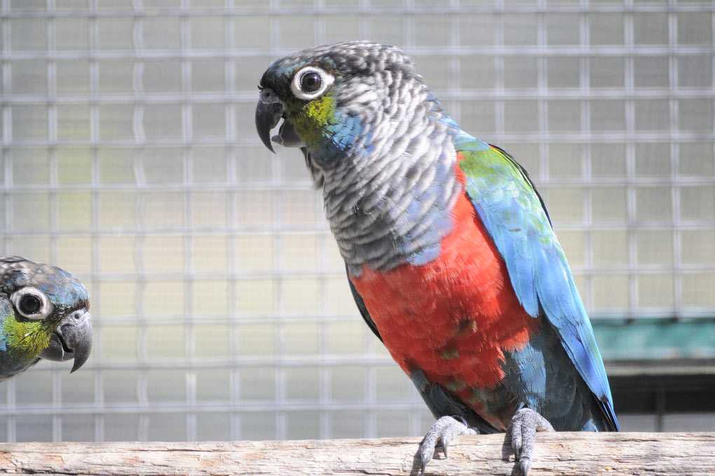 Попугай розелла: описание, содержание в домашних условиях