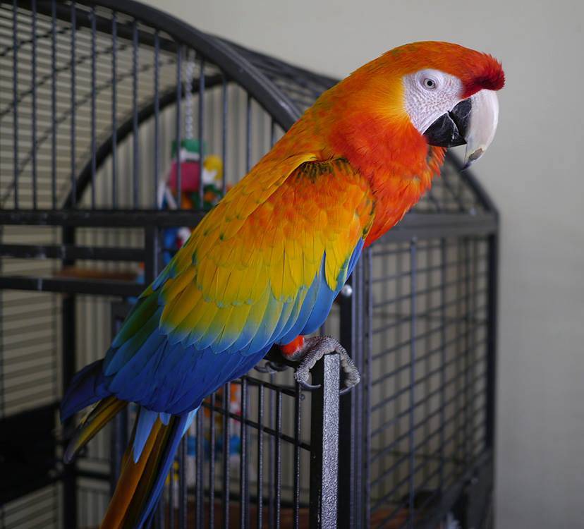 Сколько лет живут попугаи ара: срок жизни в домашних условиях, продолжительность жизни в природе