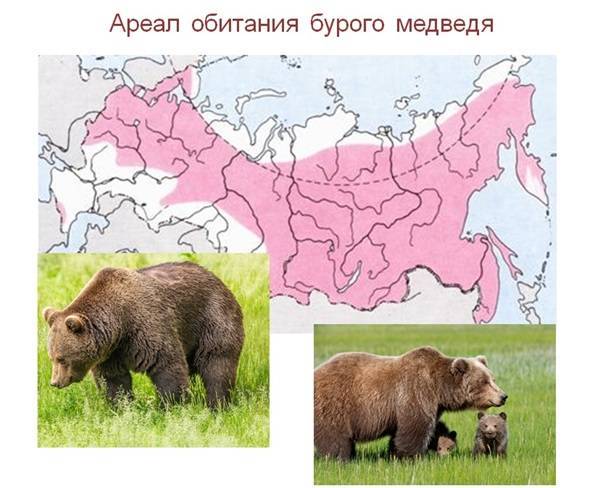 Бурые медведи: описание и среда обитания. интересные факты о бурых медведях