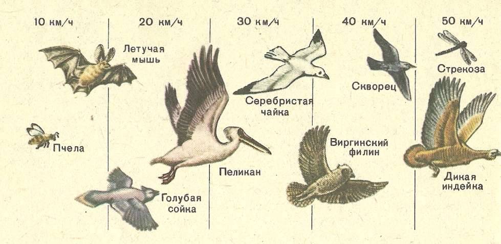 Голубь - описание, виды и особенности жизни птицы