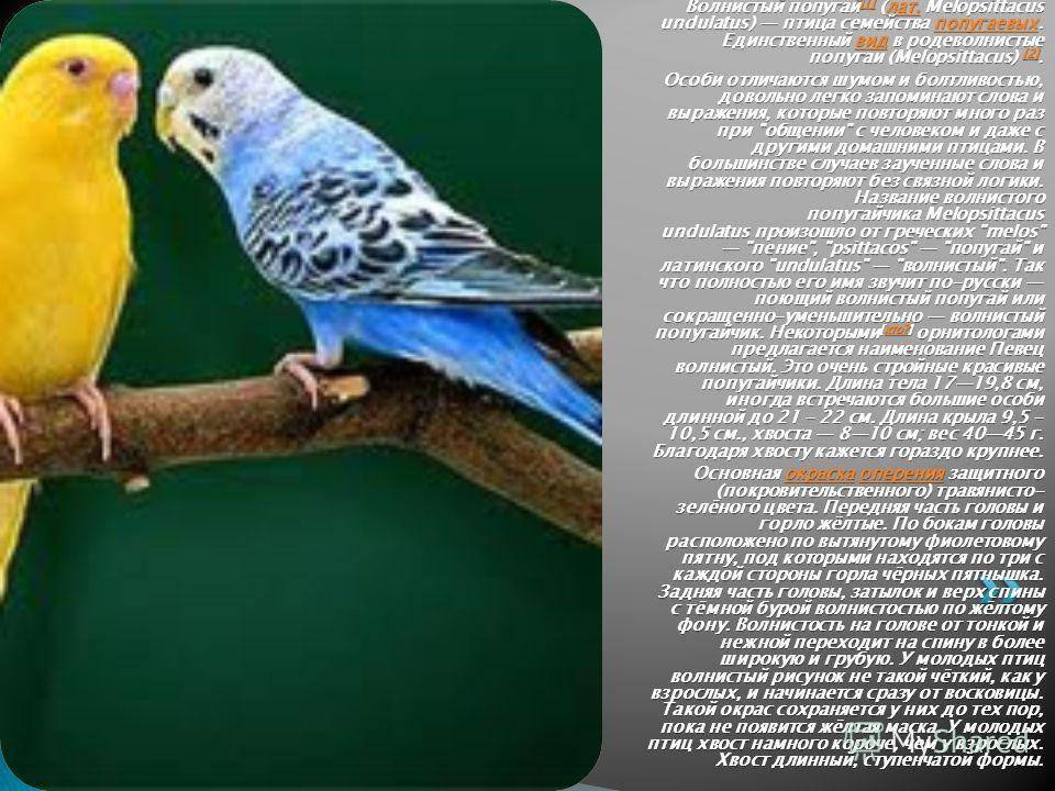 Имена для попугаев - перечень оригинальных и красивых для мальчиков или девочек
