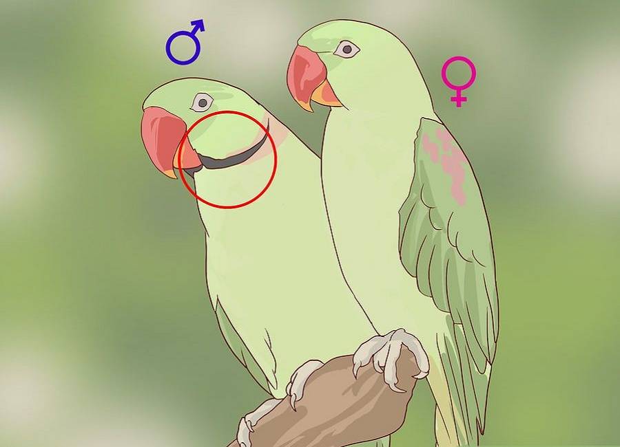 Неразлучники попугаи, как отличить мальчика от девочки с фото и видео