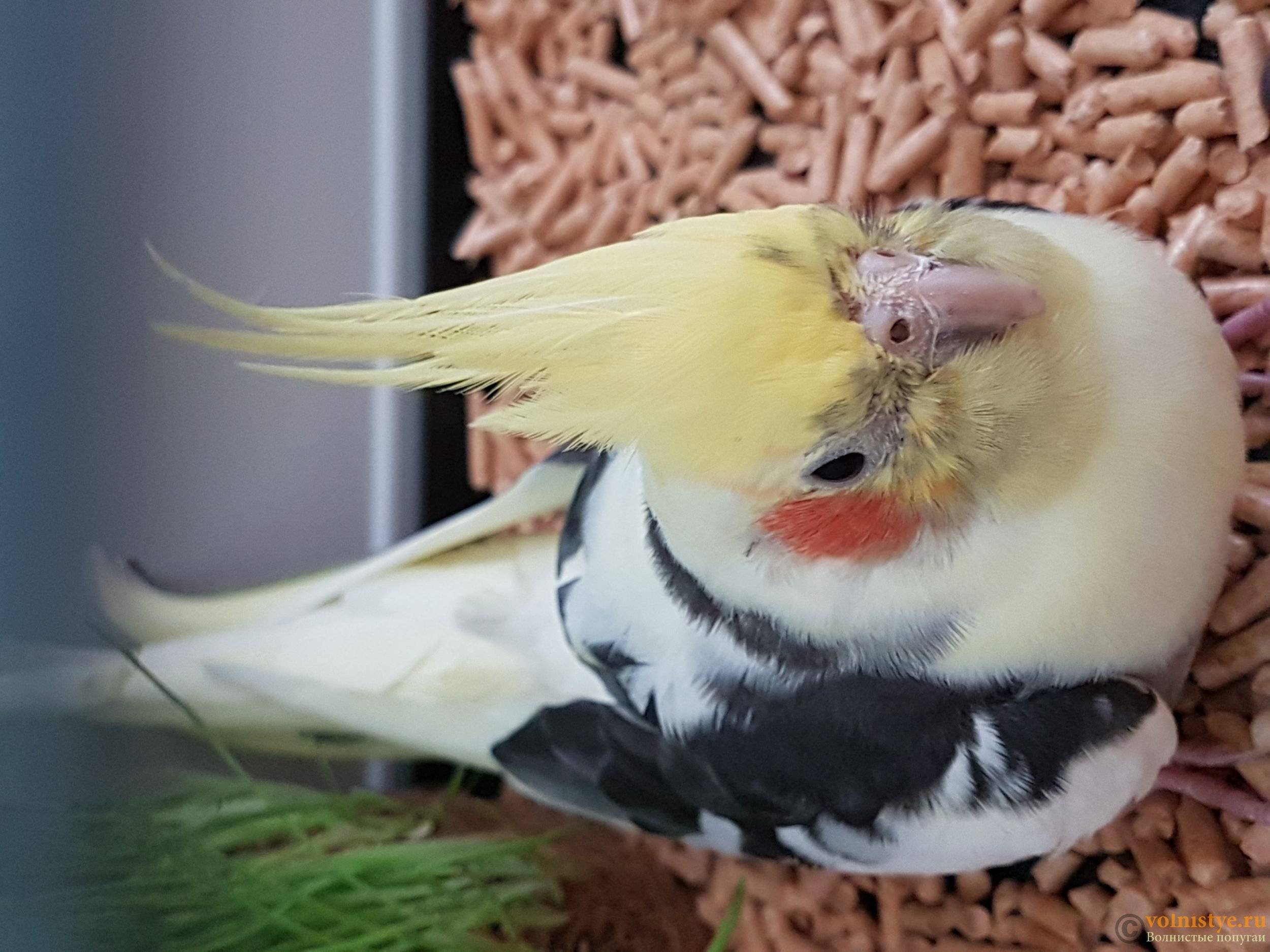 Попугай корелла: уход и содержание в домашних условиях
