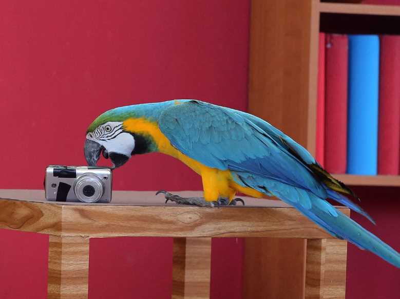 Сине-желтый ара, или попугай арарауна | мир животных и растений
