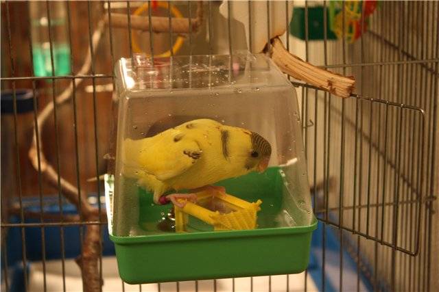 Купалка для попугая: как сделать ванночку своими руками, видео