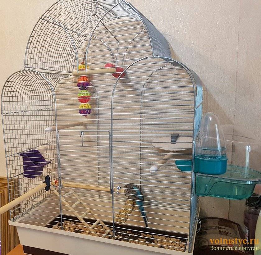 ᐉ нужно ли зеркало волнистому попугаю в клетку? - zoogradspb.ru