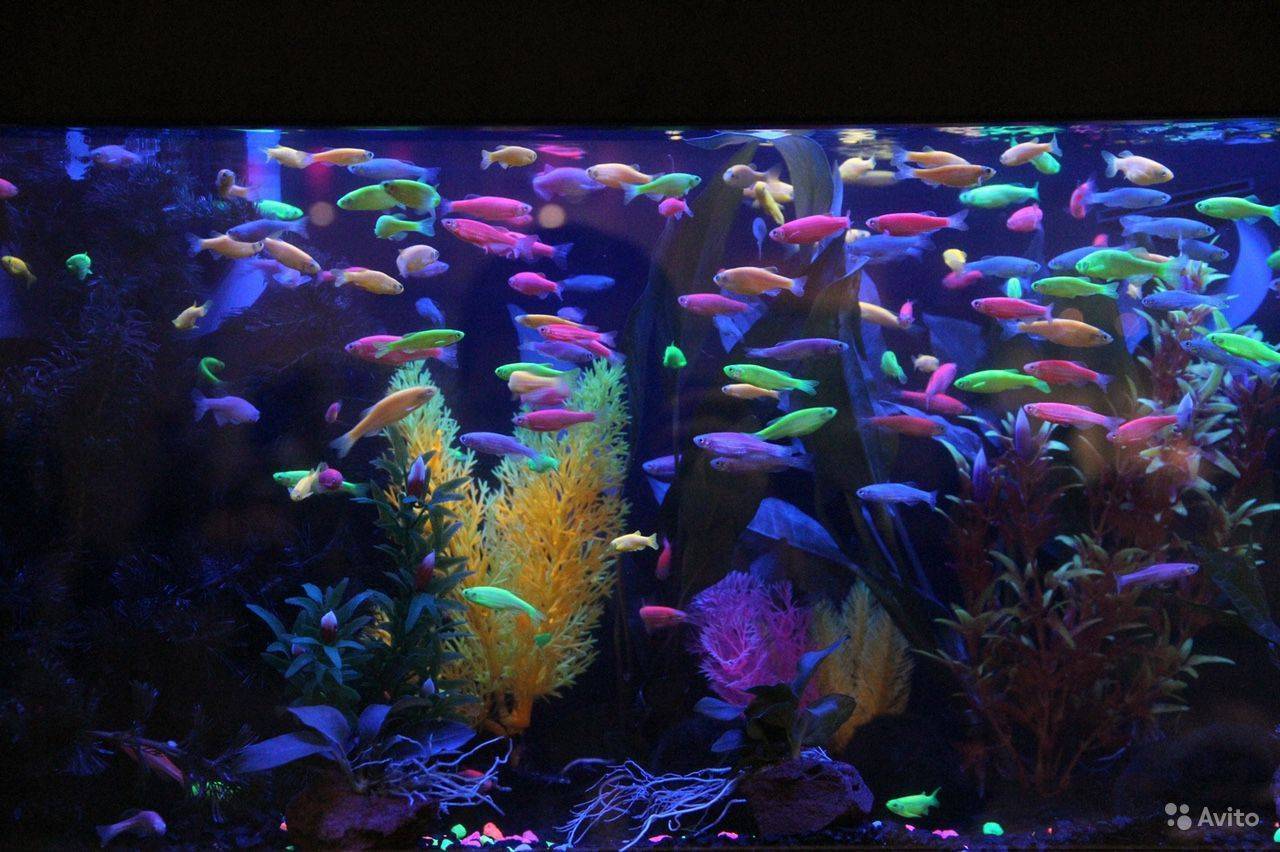 Светящиеся аквариумные рыбки