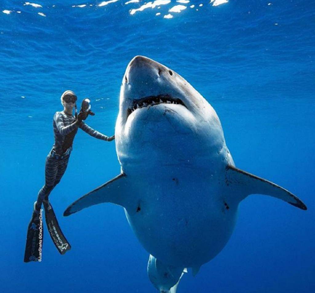 Топ-10 самые опасные акулы ∞ лагуна акул