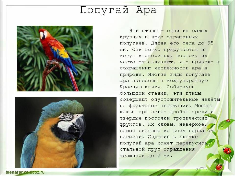 Попугай ара: где обитают, образ жизни, виды, фото, содержание