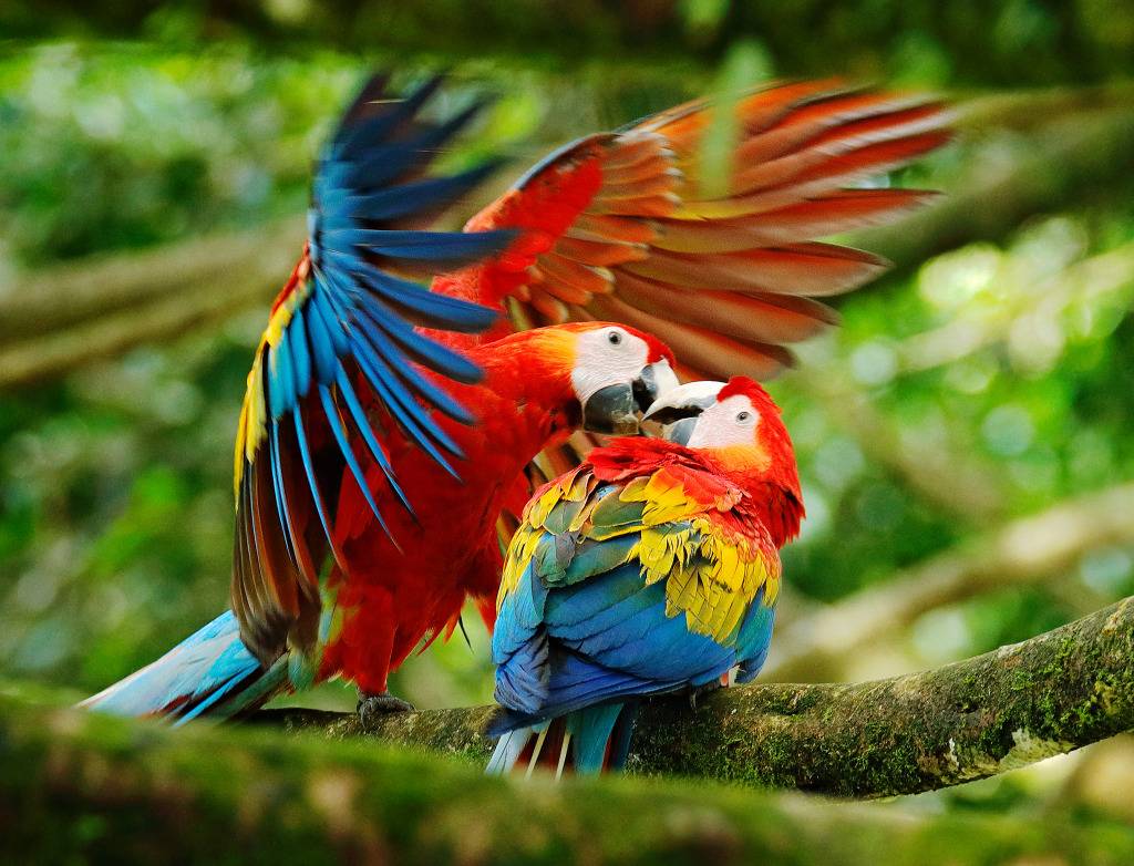 Красный ара макао: внешний вид, характер, обитание, питание