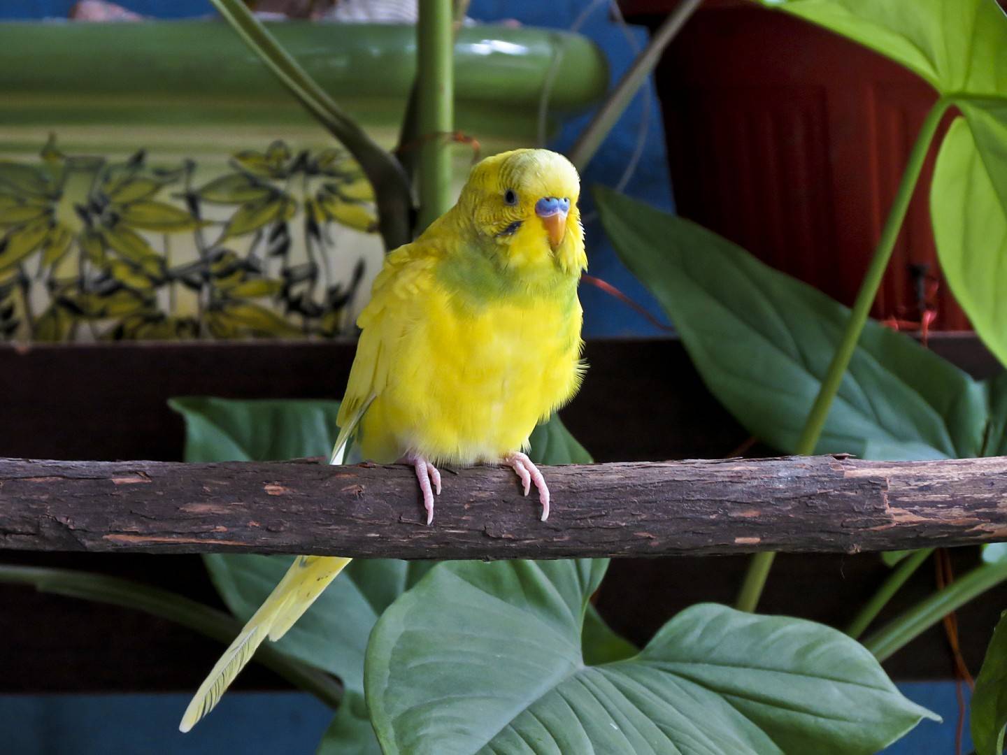 Содержание и уход за волнистыми попугаями в домашних условиях