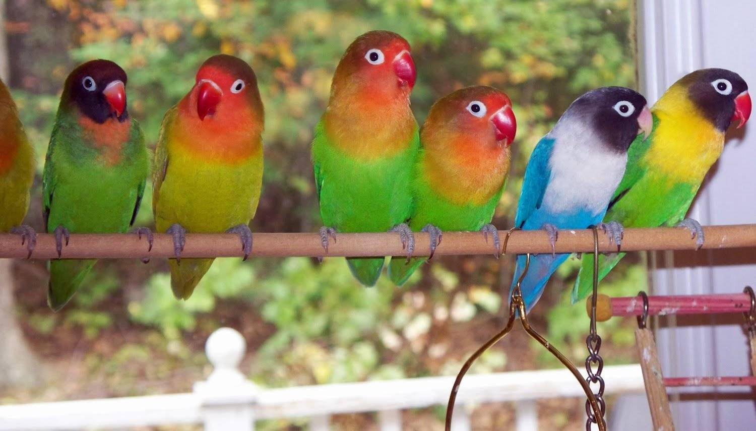 Все о попугаях неразлучниках