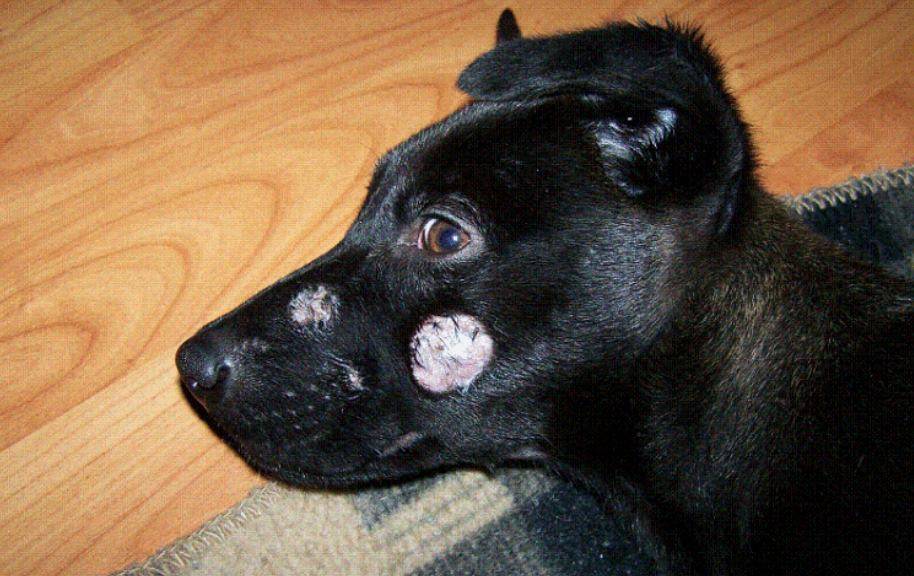 Стригущий лишай у собак: признаки трихофитии и лечение.