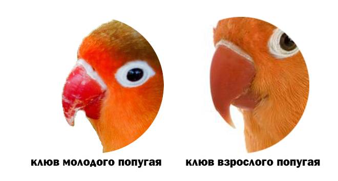 Как определить возраст и пол волнистого попугая