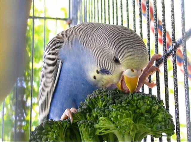 Что едят попугаи