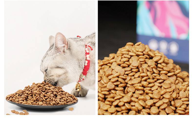 Можно ли кошкам сухой корм