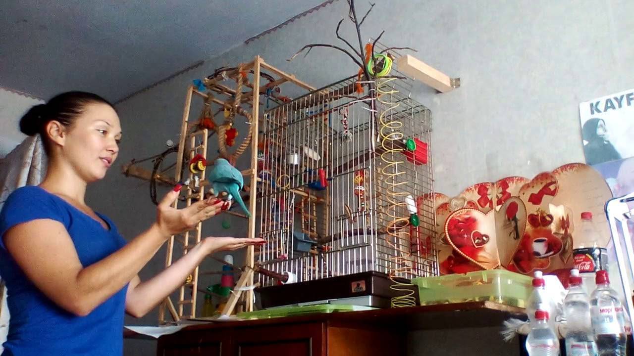 Как дрессировать волнистого попугая в домашних условиях