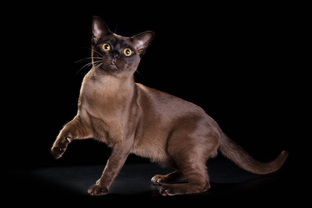 Бурманская кошка: история происхождения, стандарты породы и правила содержания