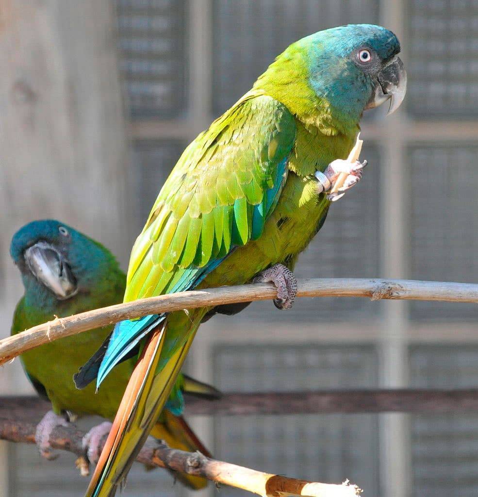 Попугай ара. образ жизни и среда обитания попугая ара