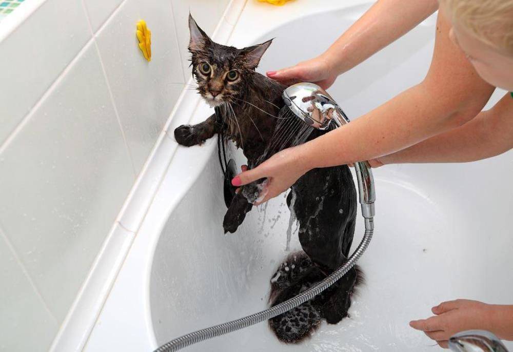 Как помыть кота: правила купания, если кот боится воды