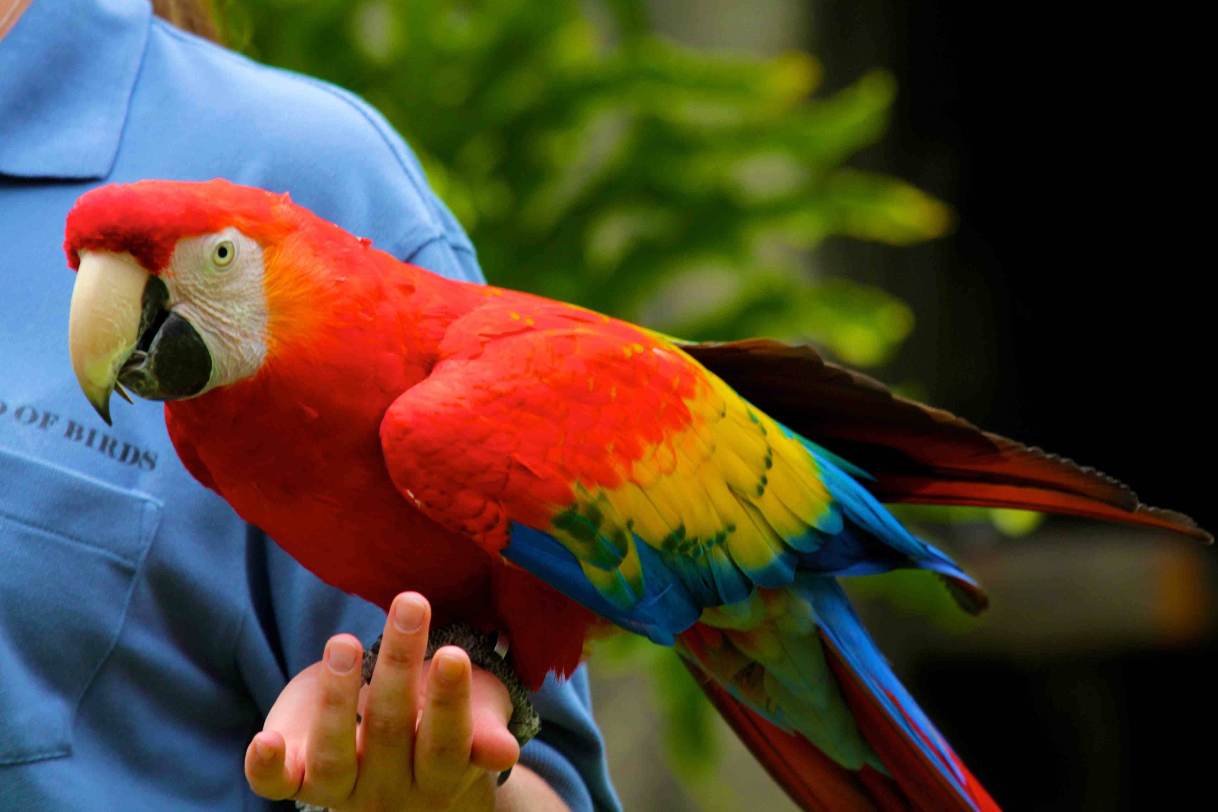 Фото попугаев ара