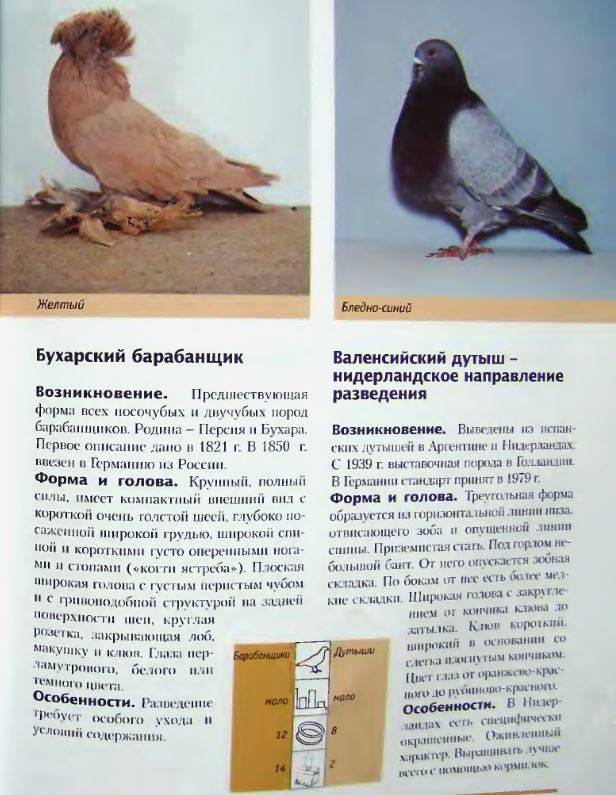 Обзор видов и пород голубей