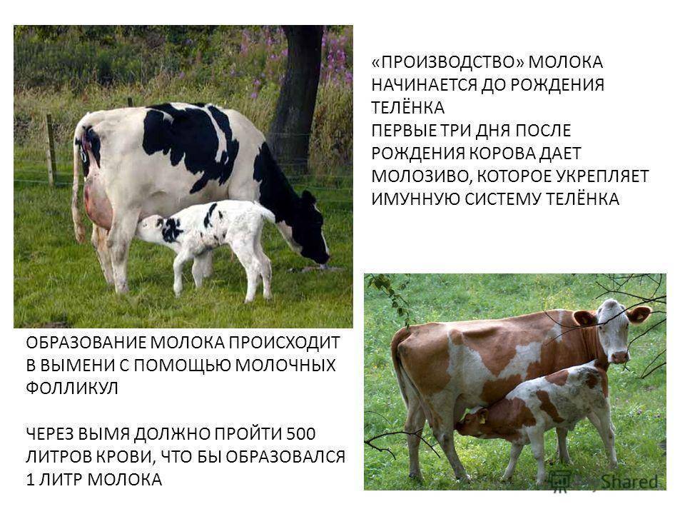 Молочная корова: сколько она даёт молока в день и когда ее нужно доить