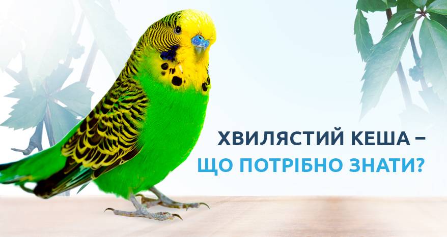 После покупки попугай не ест и не пьет: адаптация волнистого попугая