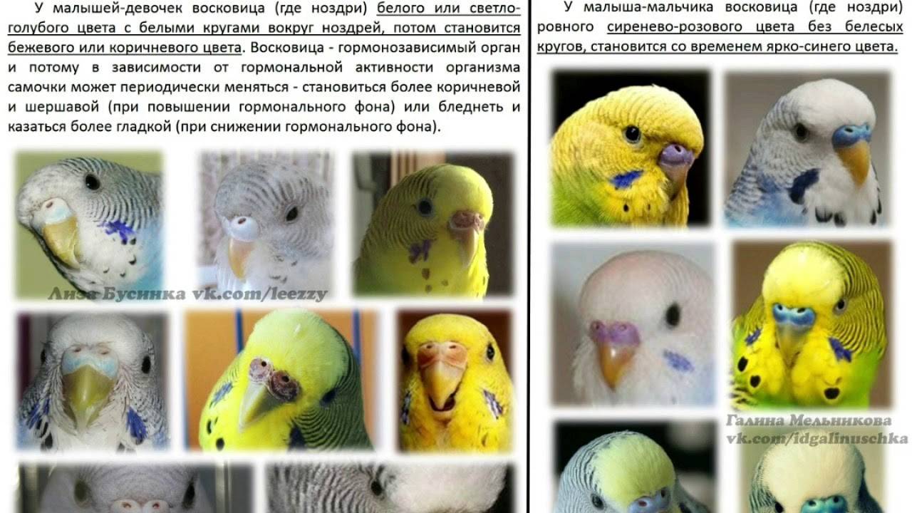 Как определить пол волнистого попугая, какие способы отличить самку от самца существуют, можно ли узнать мальчик или девочка у птенцов и взрослых птиц