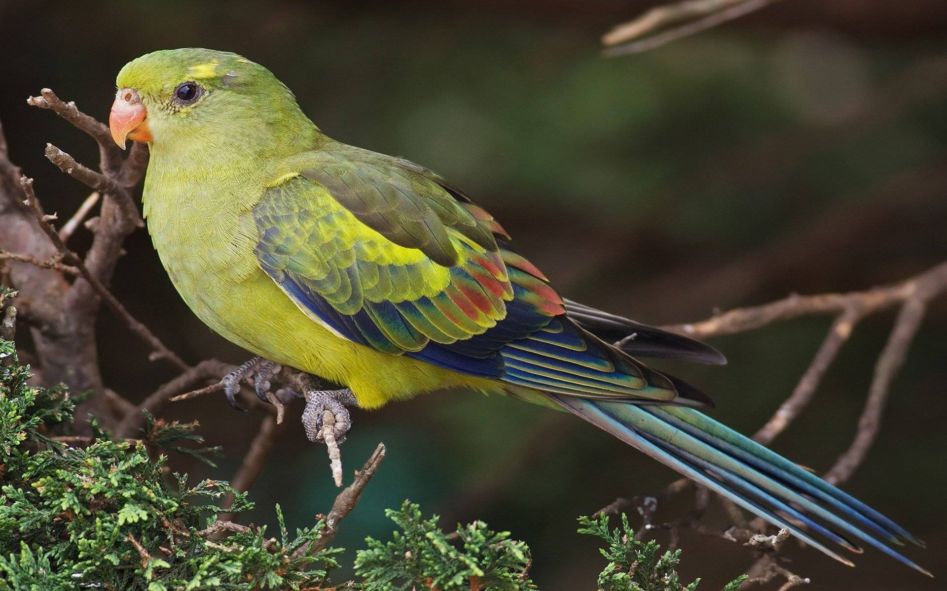 Травяной попугай: золотистобрюхий, глянцевый, лазурный, фото птиц, содержание в домашних условиях, отзывы