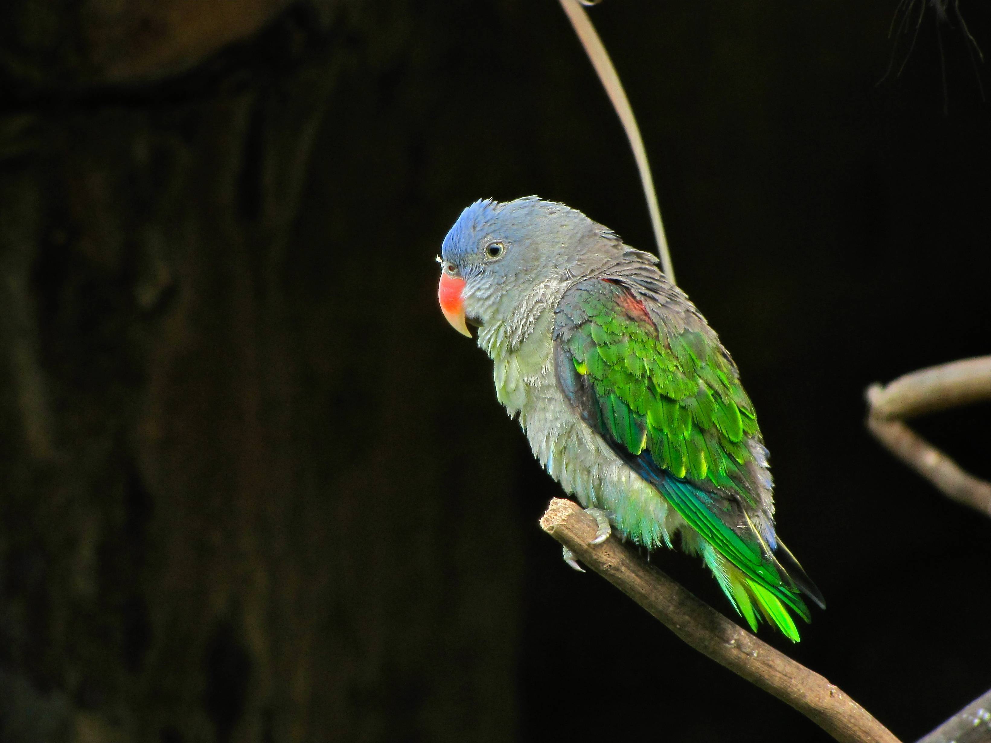 Синегузый попугай: особенности характера редких попугаев, внешний вид, содержание и разведение