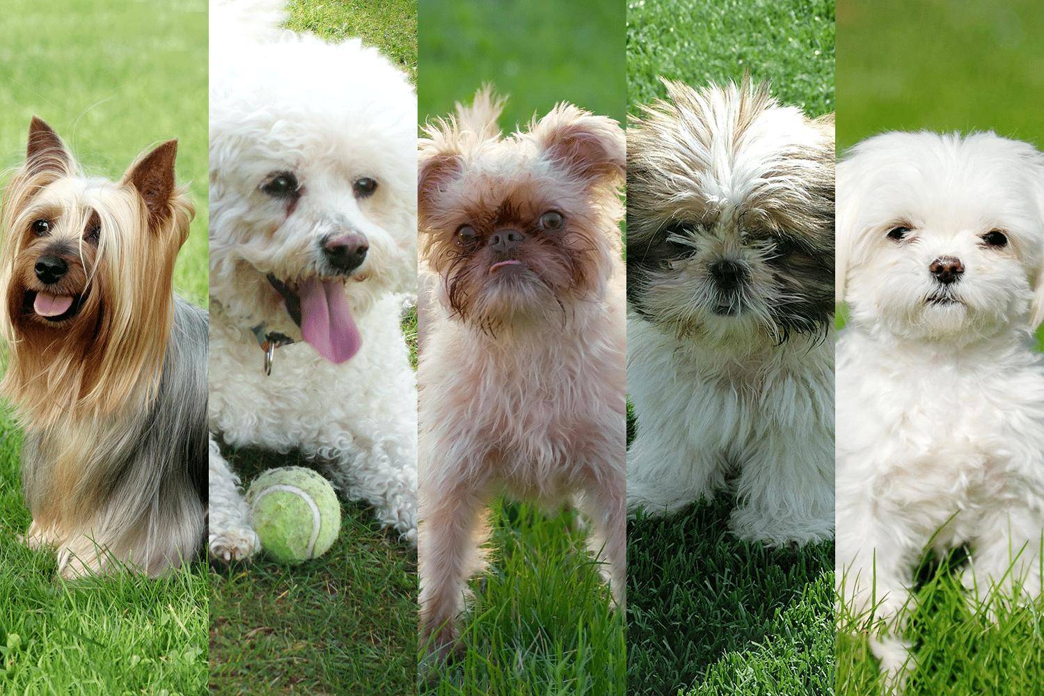 Гипоаллергенные собаки для аллергиков: породы, фото, отзывы