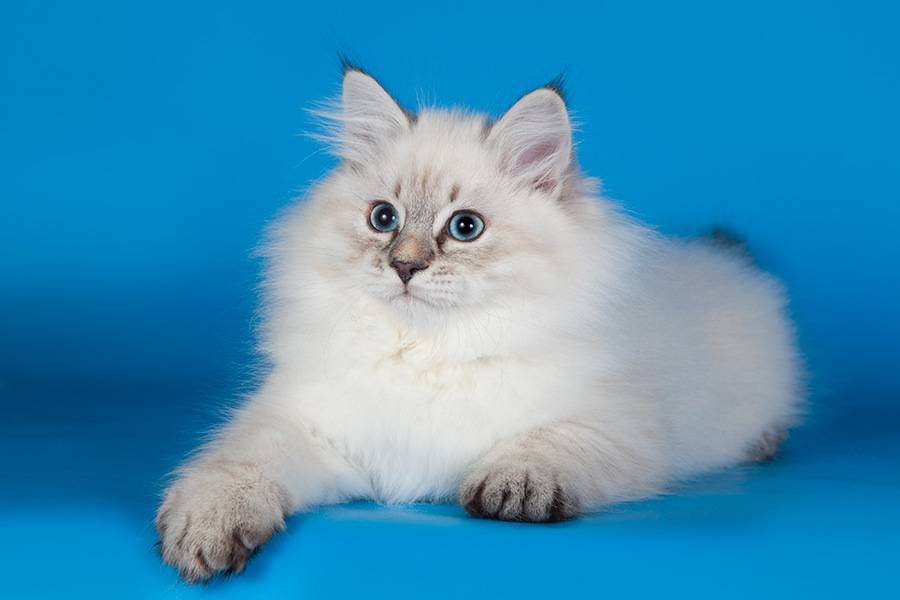 Невская маскарадная кошка: фото красавицы с очаровательной мордочкой