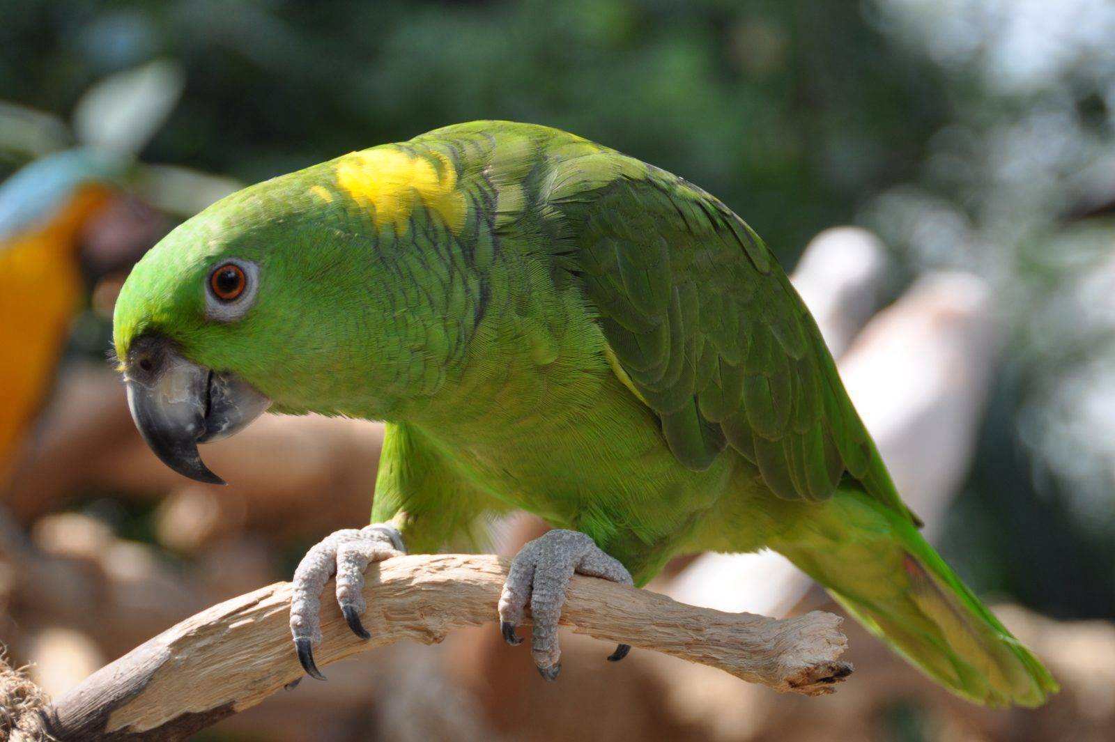 Попугай амазон: содержание в домашних условиях, виды, фото