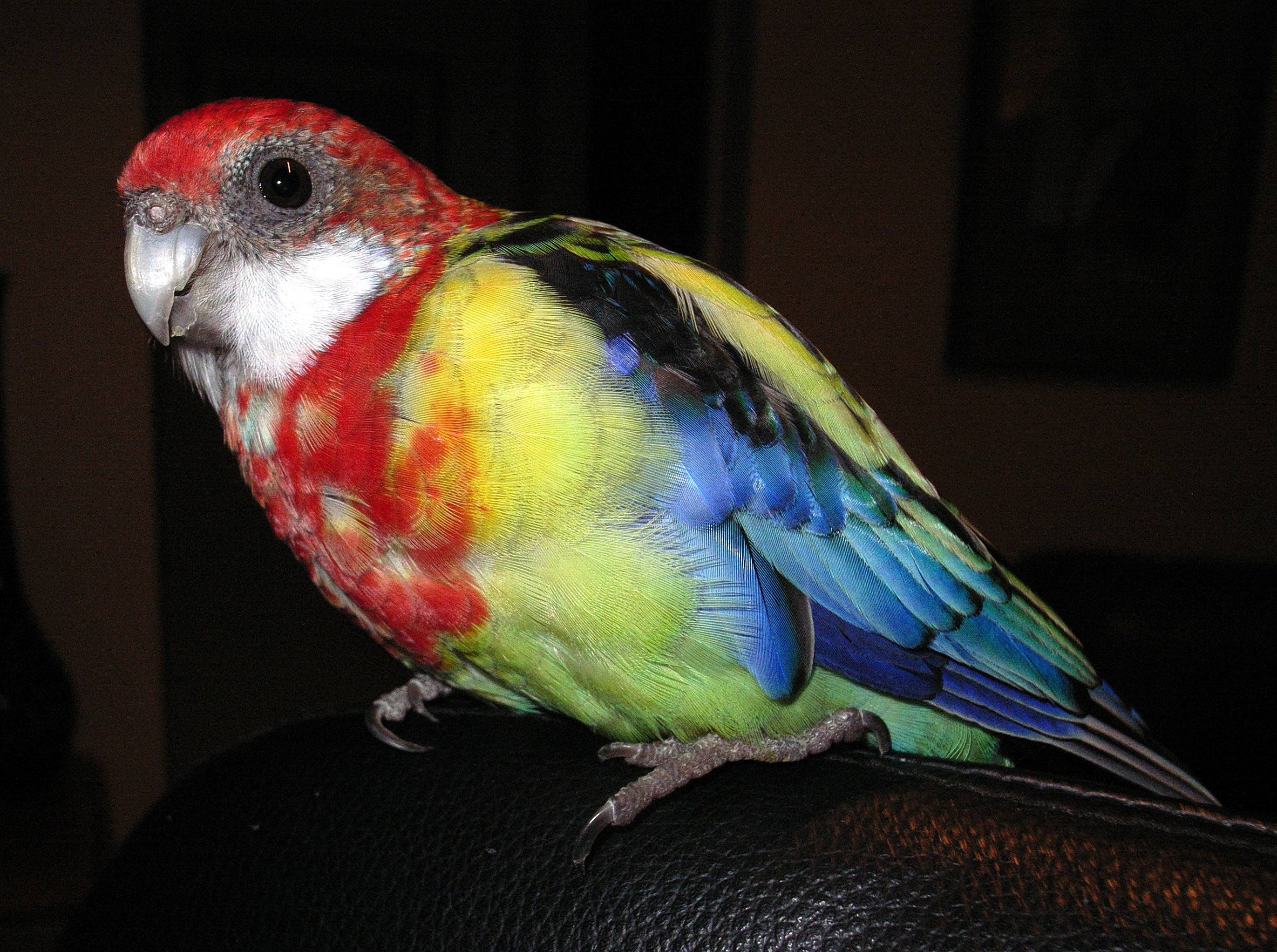 Попугай розелла: уход и содержание в домашних условиях, сколько стоит птица