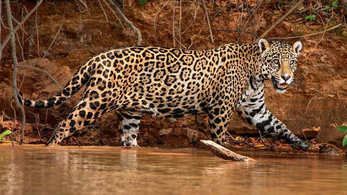 Ягуар | мир животных и растений