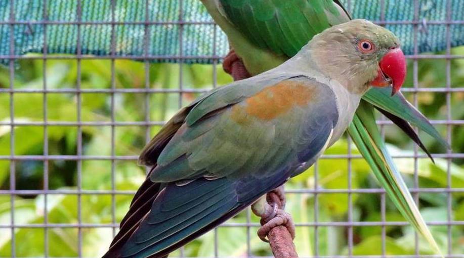 Как кормить птенца александрийского попугая