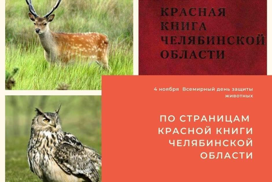 Красная книга свердловской области: животные и растения урала