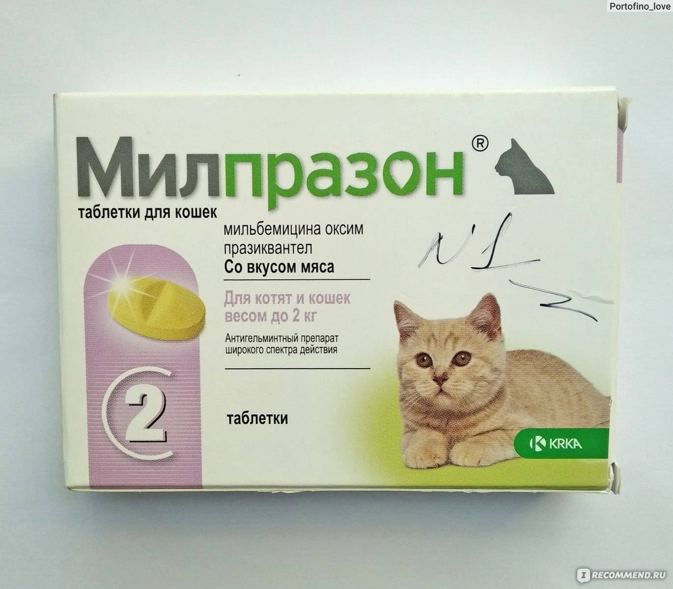 Глистогонные препараты для кошек