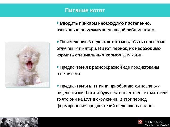 Натуральное кормление кошек: основные принципы и рекомендованное меню